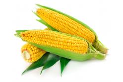 Corn