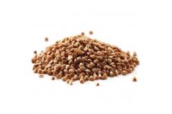 Buckwheat grain