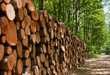 Timber industry