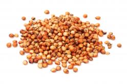 Sorghum