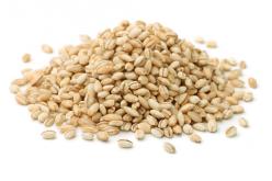 Barley