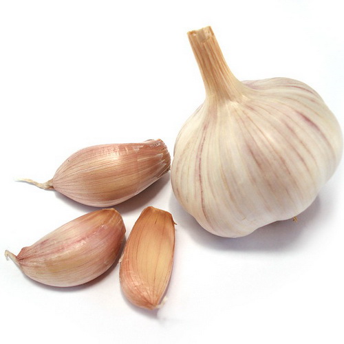 Garlic