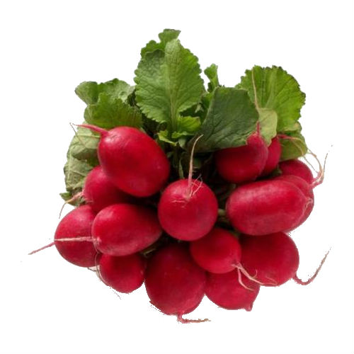 Radish