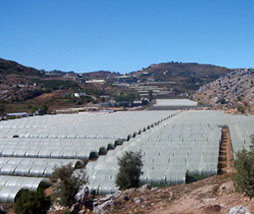 Greenhouse covering film (greenhouse pellicle)